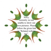 Anaphalis sulphurea (Trimen) Grierson